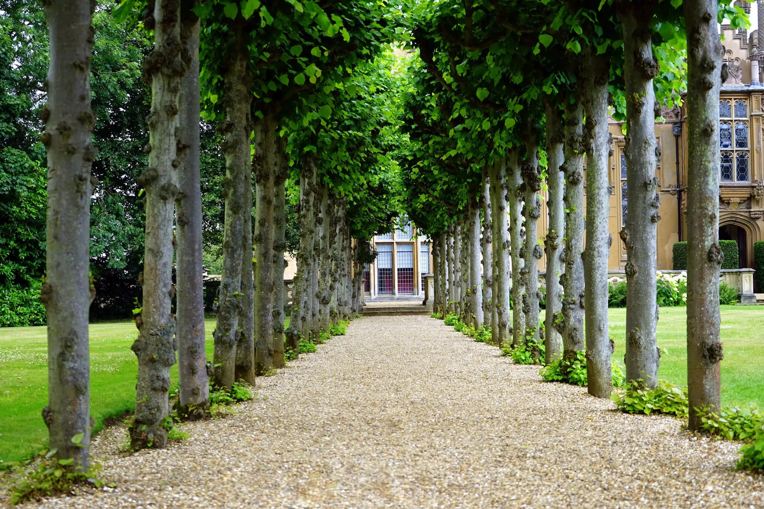 Baum-Allee an einem historischen Gebäude